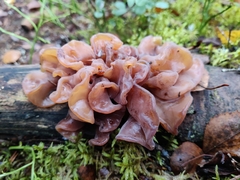 Phaeotremella