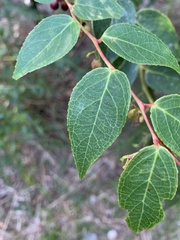 Gaultheria leucocarpa