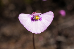 Utricularia uniflora