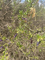Dunalia spinosa