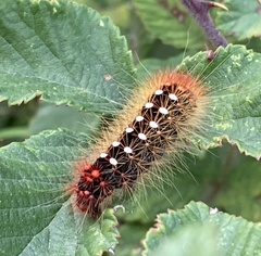 Acronicta auricoma
