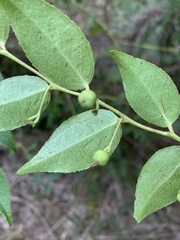 Gaultheria leucocarpa