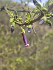 Dunalia spinosa