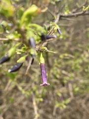 Dunalia spinosa