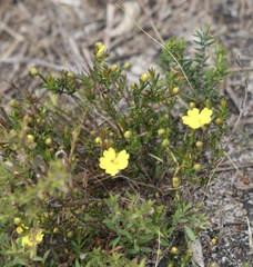 Hibbertia exutiacies