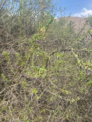 Dunalia spinosa