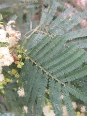 Acacia parvipinnula