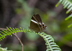 Abisara neophron