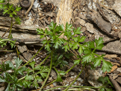 Xanthosia dissecta