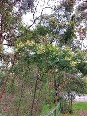 Acacia parvipinnula