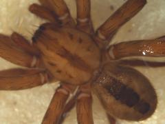 Gradungula sorenseni