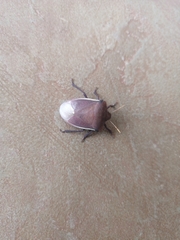 Basicryptus costalis