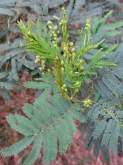 Acacia parvipinnula
