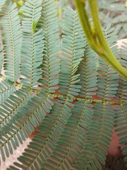 Acacia parvipinnula