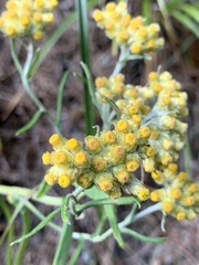 Pseudognaphalium adnatum