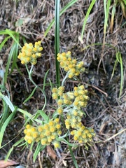 Pseudognaphalium adnatum