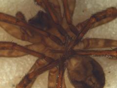 Gradungula sorenseni