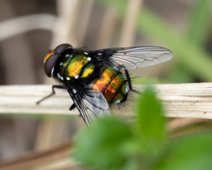 Amenia chrysame