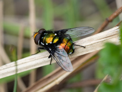 Amenia chrysame
