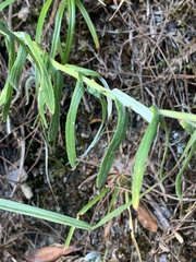 Pseudognaphalium adnatum