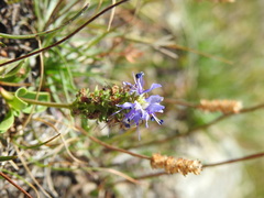 Veronica allionii
