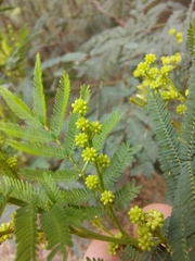 Acacia parvipinnula
