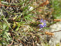 Veronica allionii