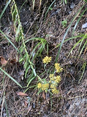 Pseudognaphalium adnatum