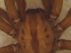 Gradungula sorenseni