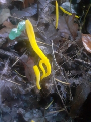 Clavulinopsis helvola