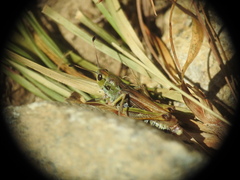 Gomphocerus sibiricus