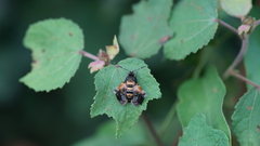 Sesiidae