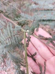Acacia parvipinnula
