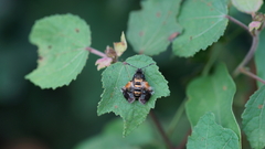 Sesiidae