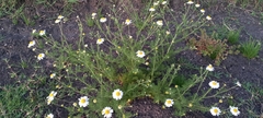 Matricaria