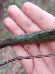 Acacia parvipinnula