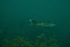 Sepioteuthis australis