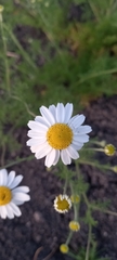 Matricaria