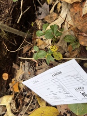 Cortinarius perviolaceus