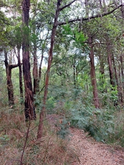 Acacia parvipinnula