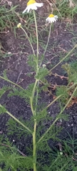 Matricaria
