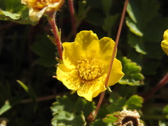 Geum reptans