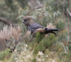 Calyptorhynchus lathami