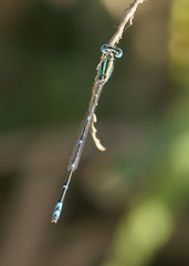 Austroagrion exclamationis