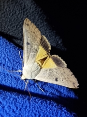 Ophiusa disjungens
