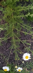 Matricaria