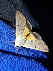 Ophiusa disjungens