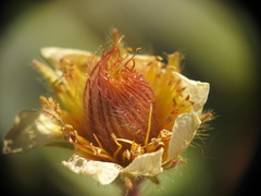 Geum reptans