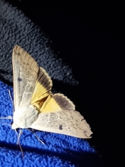 Ophiusa disjungens