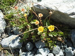 Geum reptans